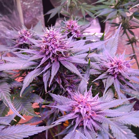 LSD-25 (FastBuds) growlog timeline photo