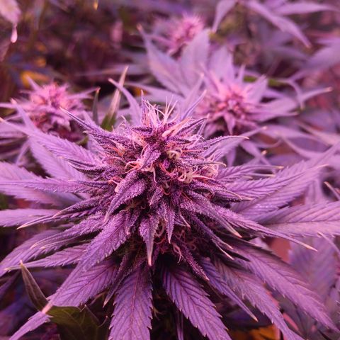 LSD-25 (FastBuds) growlog timeline photo