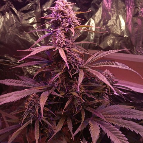 Auto Blueberry (DutchPassion) growlog timeline photo