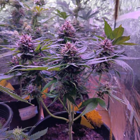 LSD-25 (FastBuds) growlog timeline photo