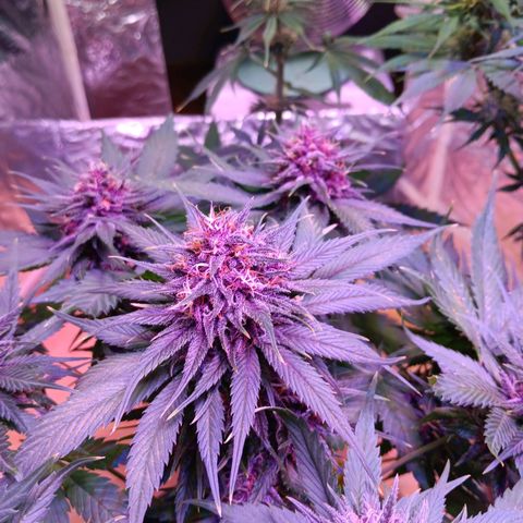 LSD-25 (FastBuds) growlog timeline photo
