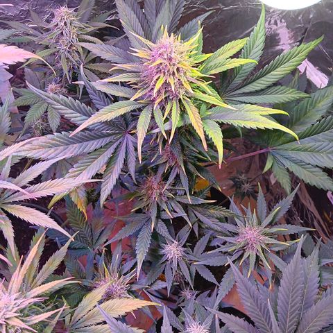 LSD-25 (FastBuds) growlog timeline photo