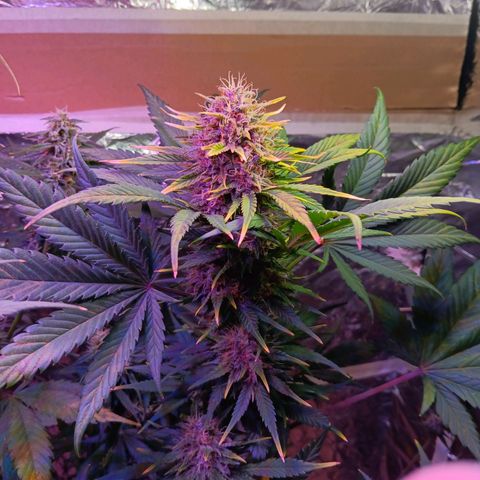 LSD-25 (FastBuds) growlog timeline photo