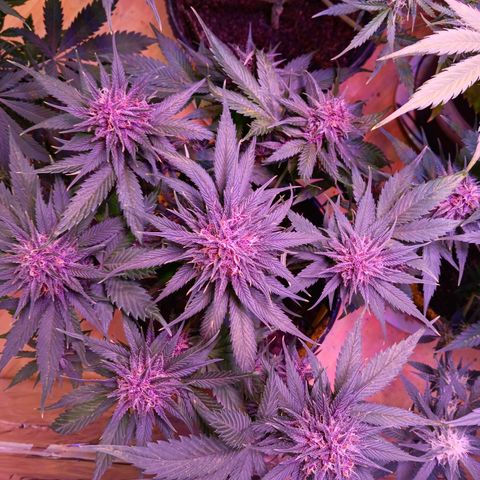 LSD-25 (FastBuds) growlog timeline photo