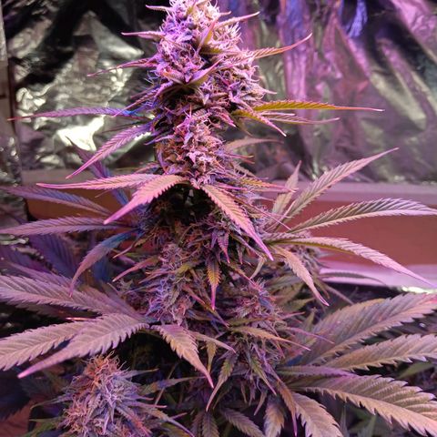 Auto Blueberry (DutchPassion) growlog timeline photo