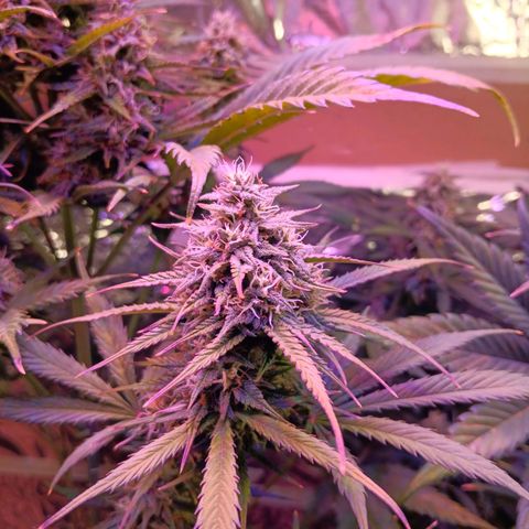 Auto Blueberry (DutchPassion) growlog timeline photo