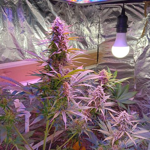Auto Blueberry (DutchPassion) growlog timeline photo