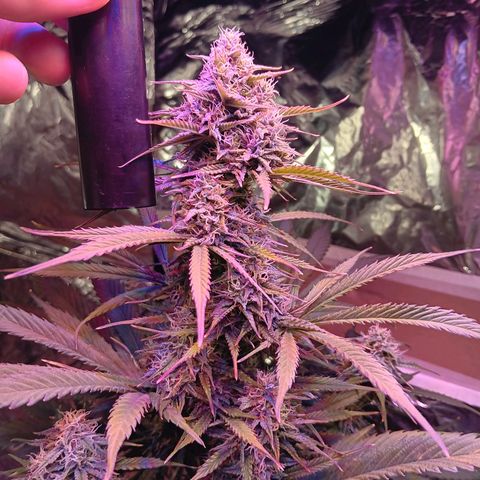 Auto Blueberry (DutchPassion) growlog timeline photo