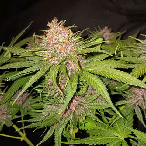LSD-25 (FastBuds) growlog timeline photo