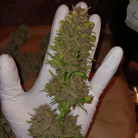 LSD-25 (FastBuds) growlog timeline photo