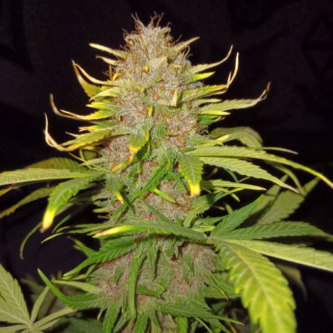 LSD-25 (FastBuds) growlog timeline photo