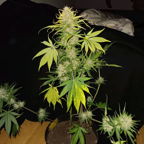 LSD-25 (FastBuds) growlog timeline photo