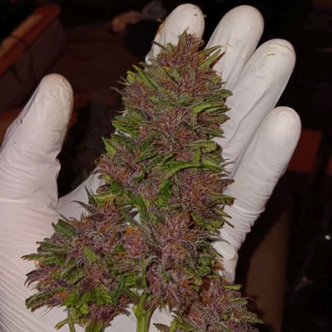 LSD-25 (FastBuds) growlog timeline photo