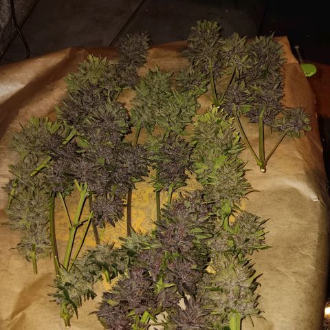 LSD-25 (FastBuds) growlog timeline photo