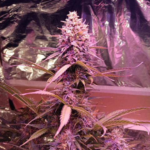 Auto Blueberry (DutchPassion) growlog timeline photo