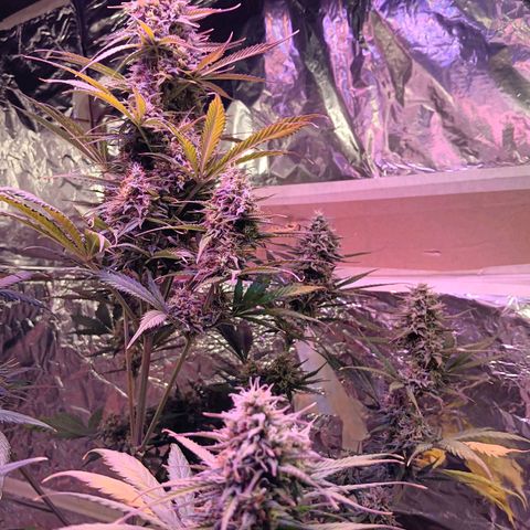 Auto Blueberry (DutchPassion) growlog timeline photo