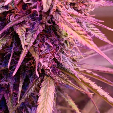 Auto Blueberry (DutchPassion) growlog timeline photo