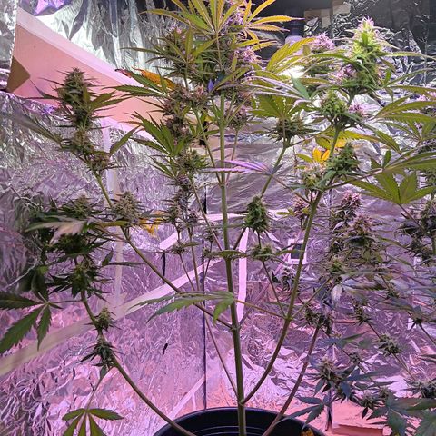 Auto Blueberry (DutchPassion) growlog timeline photo