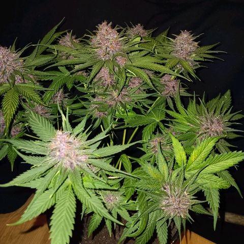 LSD-25 (FastBuds) growlog timeline photo