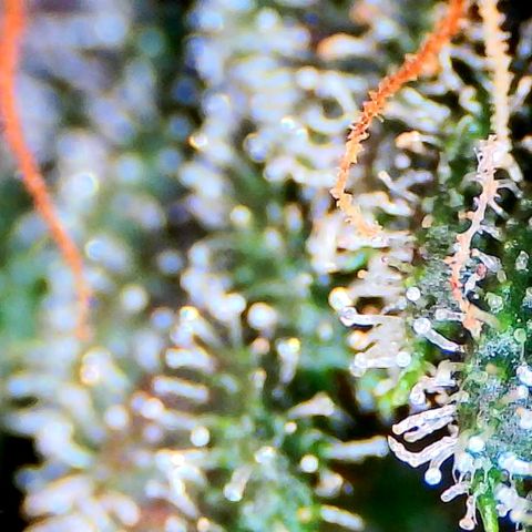 LSD-25 (FastBuds) growlog timeline photo