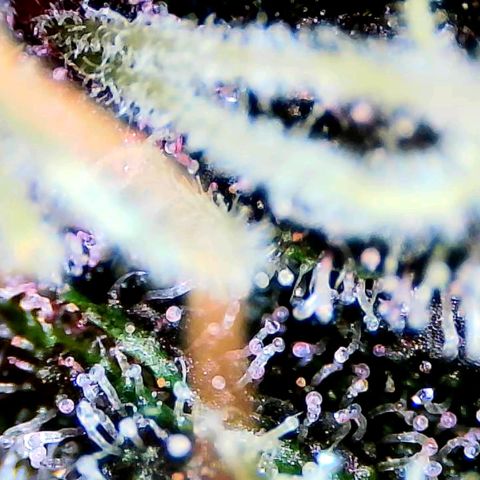 LSD-25 (FastBuds) growlog timeline photo