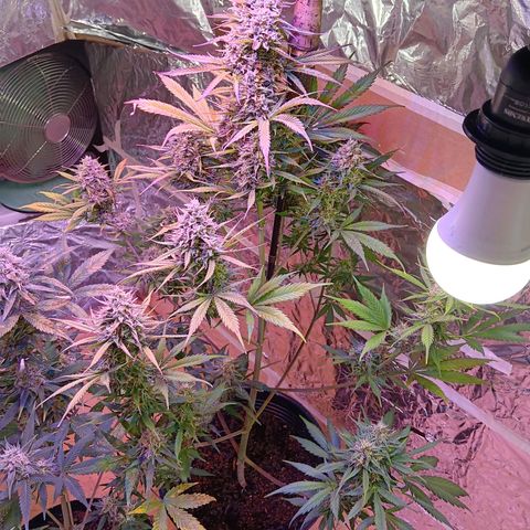 Auto Blueberry (DutchPassion) growlog timeline photo