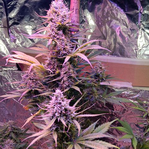 Auto Blueberry (DutchPassion) growlog timeline photo