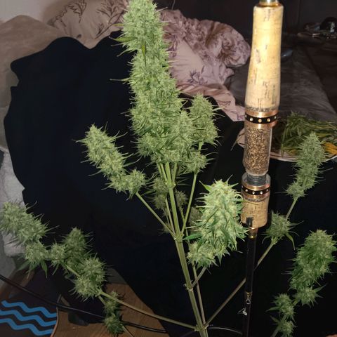 Auto Blueberry (DutchPassion) growlog timeline photo