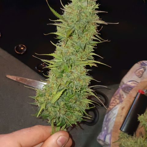 Auto Blueberry (DutchPassion) growlog timeline photo