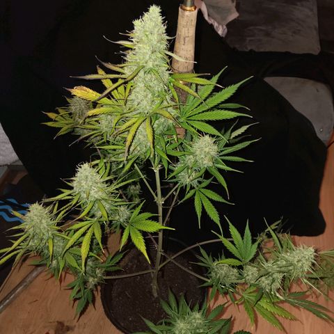 Auto Blueberry (DutchPassion) growlog timeline photo