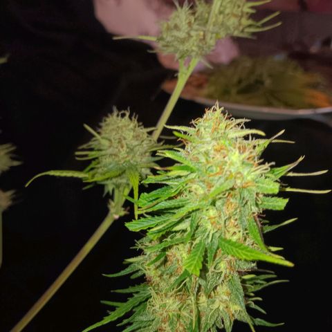 Auto Blueberry (DutchPassion) growlog timeline photo
