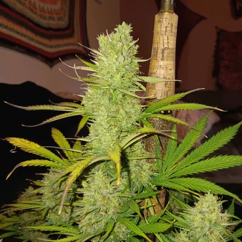 Auto Blueberry (DutchPassion) growlog timeline photo
