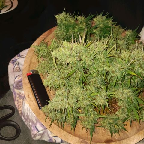 Auto Blueberry (DutchPassion) growlog timeline photo