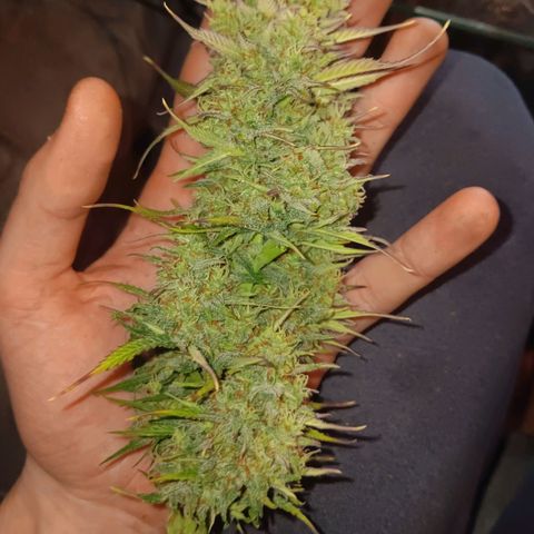 Auto Blueberry (DutchPassion) growlog timeline photo