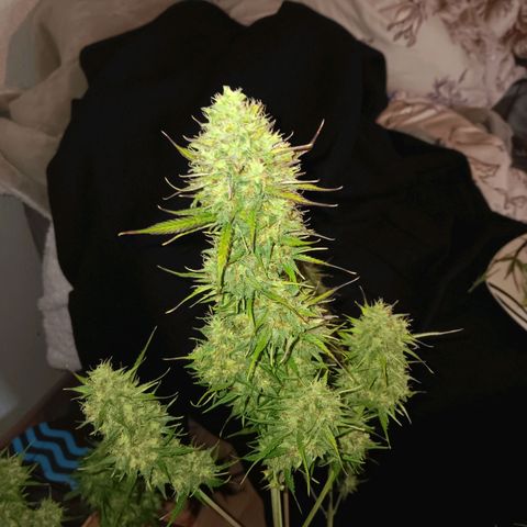 Auto Blueberry (DutchPassion) growlog timeline photo