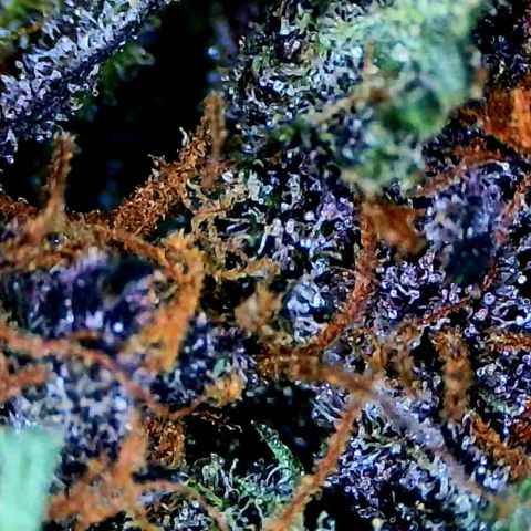 LSD-25 (FastBuds) growlog timeline photo