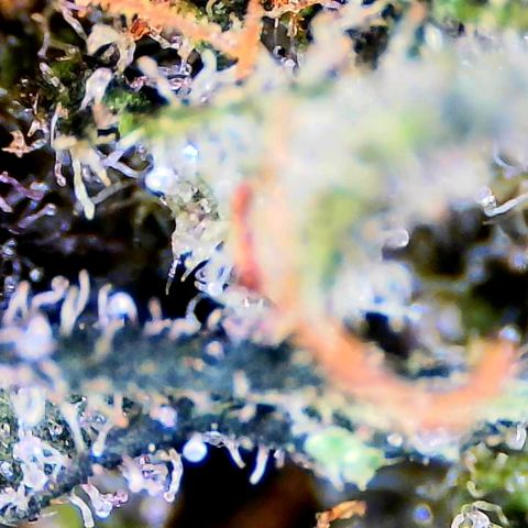 LSD-25 (FastBuds) growlog timeline photo
