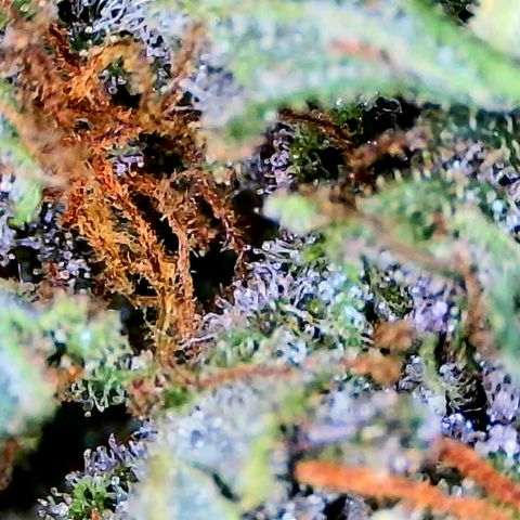 LSD-25 (FastBuds) growlog timeline photo