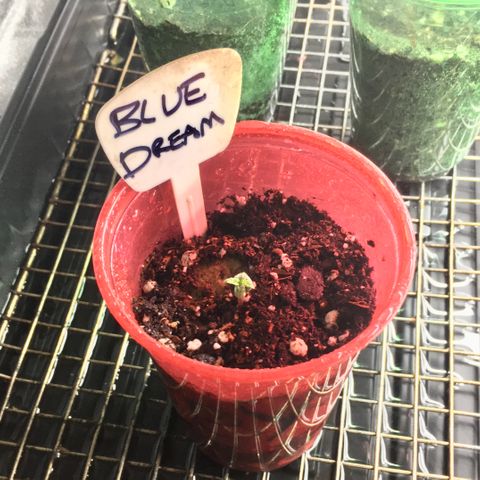 Blue Dream growlog photo: Tap root was all the way through the rock wool cube overnight, transferred to cup and placed with others in separate 10x20 under same T5 lights