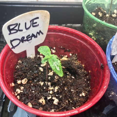 Blue Dream growlog timeline photo