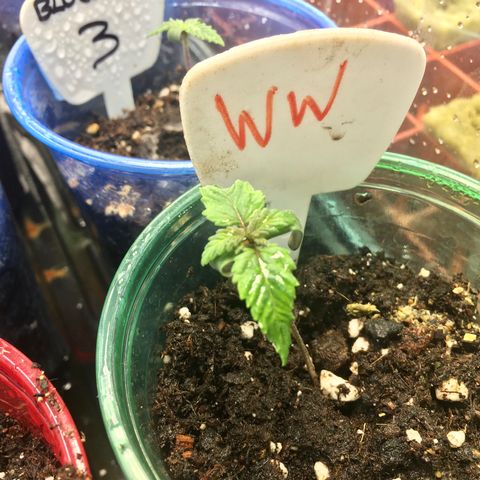 White Widow growlog timeline photo