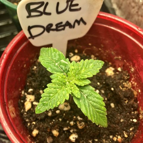 Blue Dream growlog timeline photo