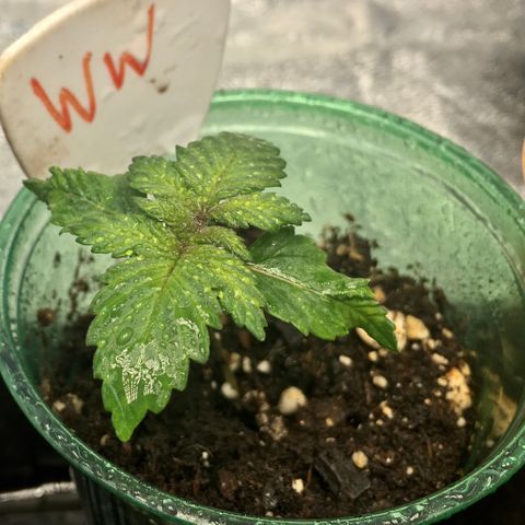 White Widow growlog timeline photo