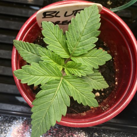 Blue Dream growlog timeline photo