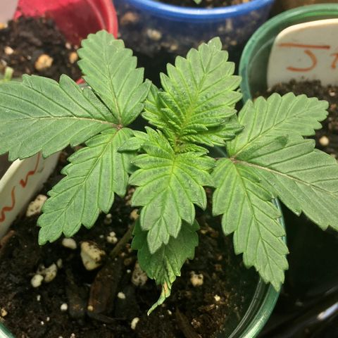 White Widow growlog timeline photo