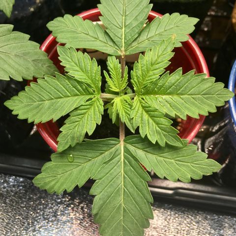 Blue Dream growlog photo:  Today the top node was pinched to promote split growth. 