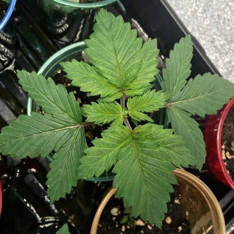 White Widow growlog photo:  Today the top node was pinched to promote split growth. 