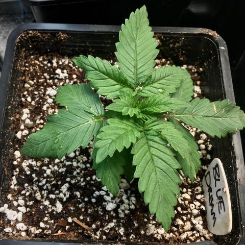 Blue Dream growlog photo: Transplanted into 6x6x8