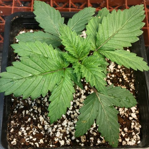 White Widow growlog photo: Transplanted into 6x6x8