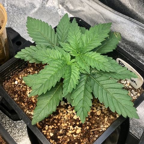 Blue Dream growlog timeline photo